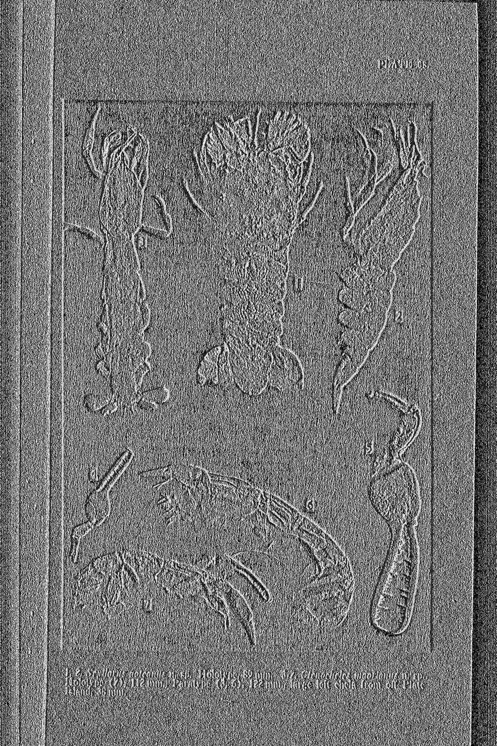 P L A T E 68. 1, 2. Scy Hants aotcamts n. sp. Holotype, 89 mm. 3-7. Ctcuochclcs maorianus n.?p. Holotype ( 7 ).