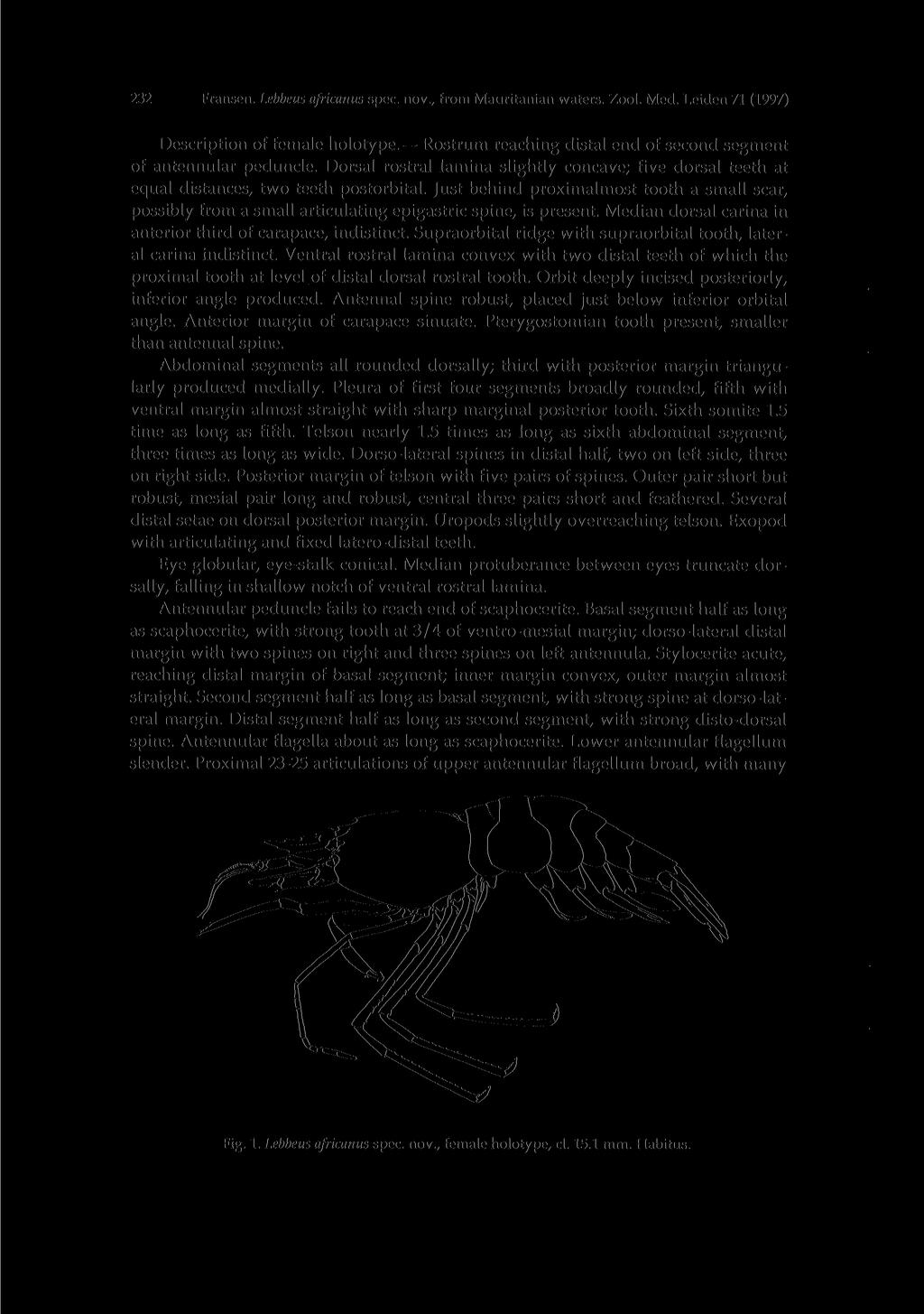 232 Fransen. Lebbeus africanus spec, nov., from Mauritanian waters. Zool. Med. Leiden 71 (1997) Description of female holotype. Rostrum reaching distal end of second segment of antennular peduncle.