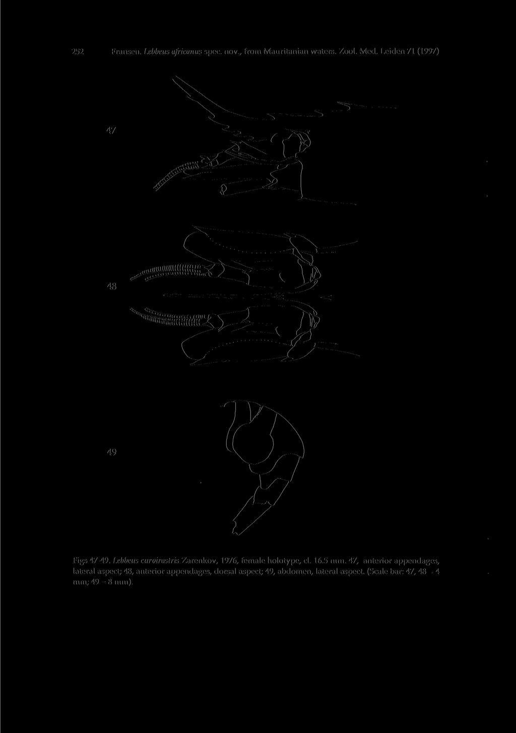 252 Fransen. Lebbeus africanus spec, nov., from Mauritanian waters. Zool. Med. Leiden 71 (1997) 49 Figs 47-49.