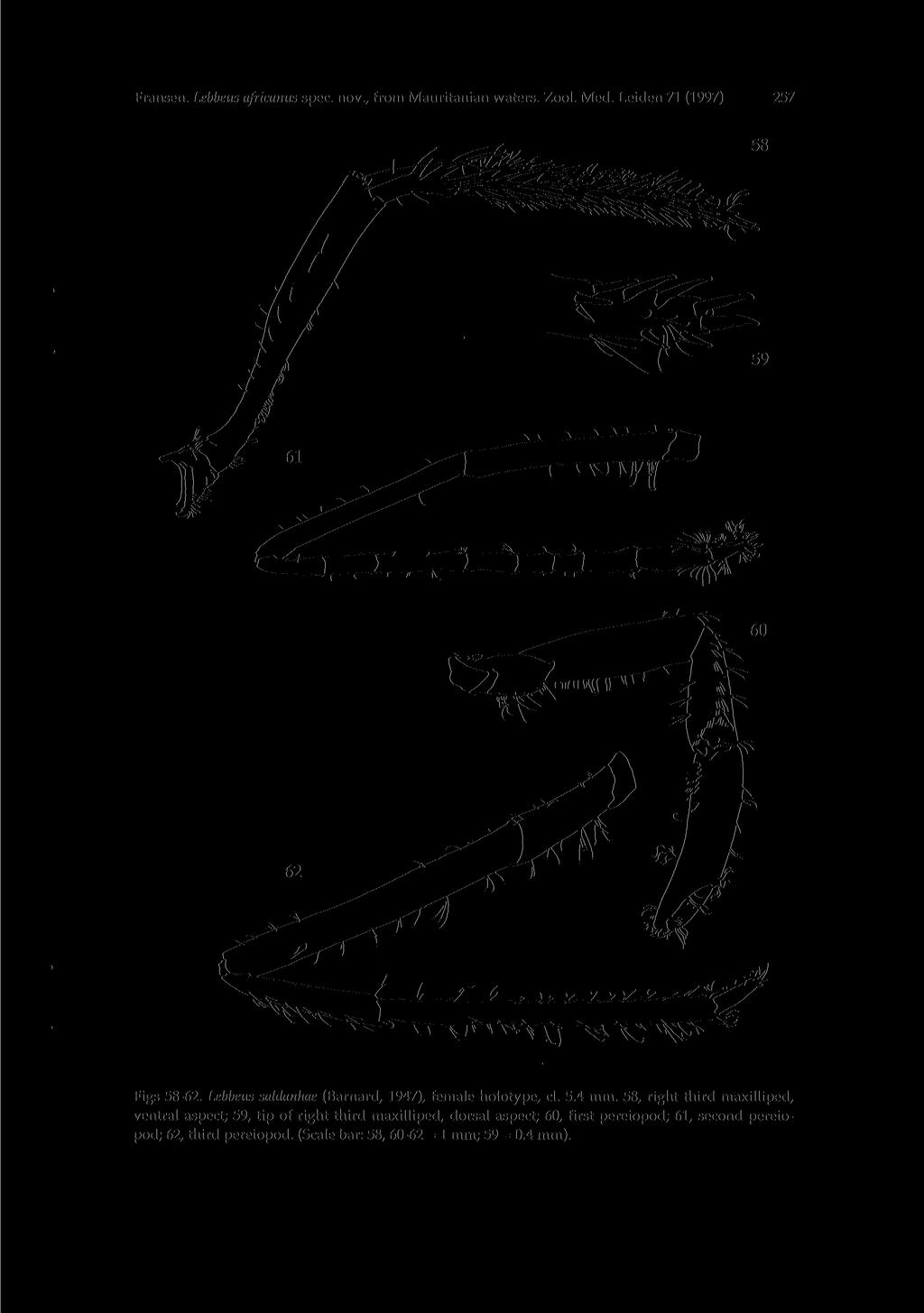 257 Fransen. Lebbeus africanus spec, nov., from Mauritanian waters. Zool. Med. Leiden 71 (1997) 58 i r t «u- * / * Figs 58-62. Lebbeus saldanhae (Barnard, 1947), female holotype, cl. 5.4 mm.