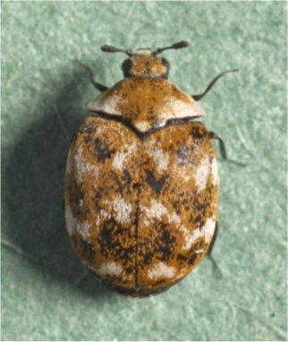 Pest Fact sheet No 1 Varied carpet beetle Pest Fact sheet No 1