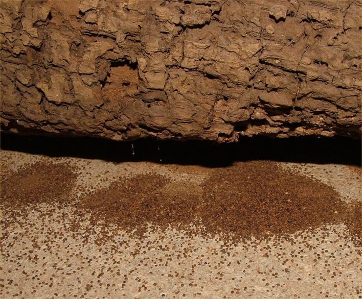 Pest Fact sheet No 3 Death watch beetle Fresh holes will have piles of bore dust,