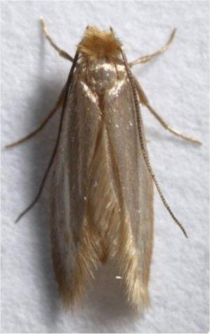 Pest Fact sheet No 4 Webbing clothes moth Pest Fact sheet No 4 Webbing clothes moth