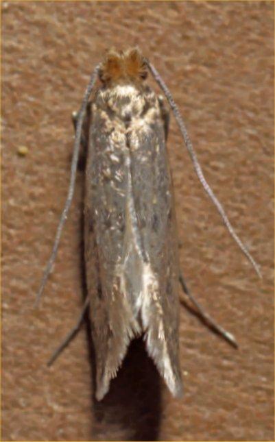 Pest Fact sheet No 5 Case-bearing clothes moth Pest Fact sheet No 5 Case-bearing clothes moth Name Latin name Case-bearing clothes moth Tinea pellionella Adult 8mm- 10mm long Size