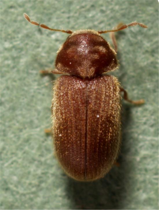 but are not normally seen Identification features Adult Reddish-brown oval beetle with hairs and