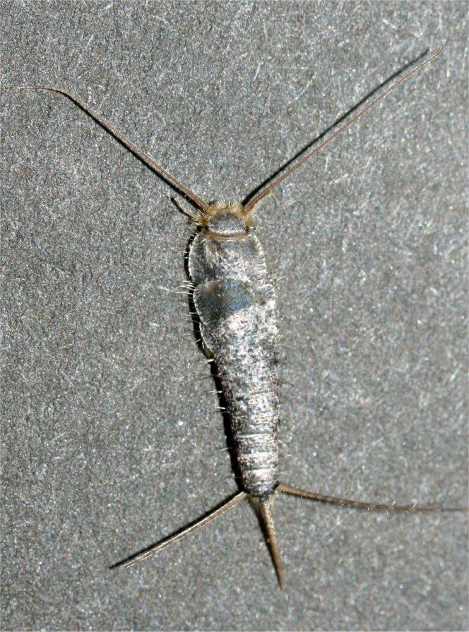 Pest Fact sheet No 8 Silverfish Pest Fact sheet No 8 Silverfish Name Latin name Size Silverfish, fishmoth, bristletail Lepisma sacharrina Adult 10-15mm long Nymphs are 2-10mm long but are rarely ever