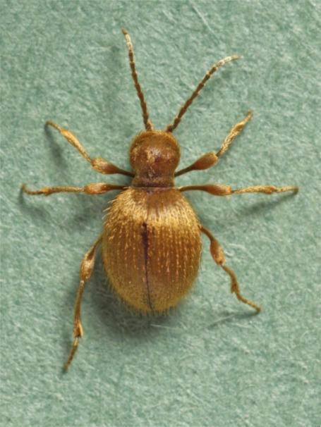 Pest Fact sheet No 10 Spider beetles Golden spider beetle Niptus hololeucus. Long-legged golden beetle covered in gold hairs with a globular body. White marked spider beetle Ptinus fur.