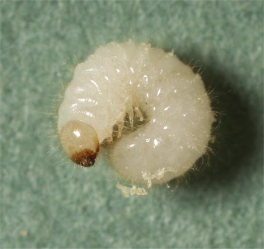 Pest Fact sheet No 10 Spider beetles Larvae The larvae are white and curved with spiky hairs. They are rarely seen as they live in the good and cannot walk.