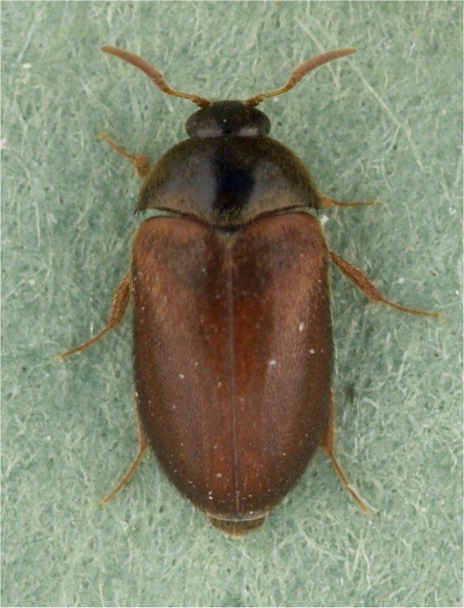 Pest Fact sheet No 11 Two-spot carpet beetle and Vodka beetle Pest Fact sheet No 11 Two-spot carpet beetle and Vodka beetle Name Two spot carpet beetle or Fur beetle Vodka beetle [also known as Brown