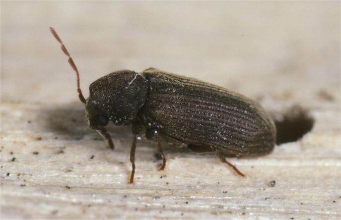 Pest Fact sheet No 2 Furniture beetle or Woodworm Pest Fact sheet No 2 Furniture beetle