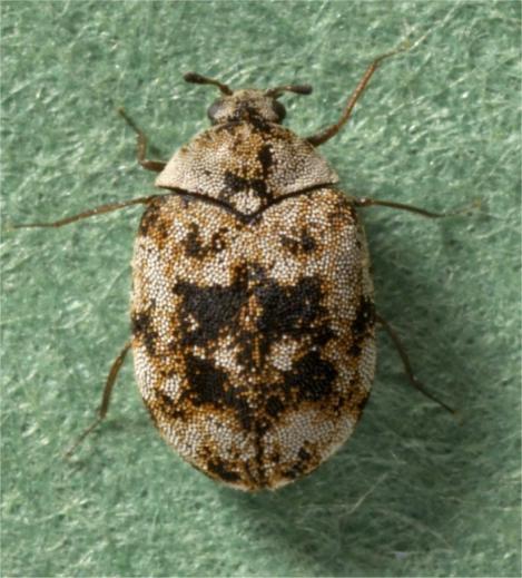 Pest Fact sheet No 12 Guernsey carpet beetle Pest Fact sheet No 12 Guernsey carpet beetle Name