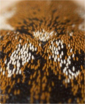 Pest Fact sheet No 12 Guernsey carpet beetle Similar species Varied carpet beetle Anthrenus verbasci (See pest