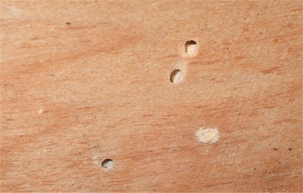 The eggs and young larvae will not survive if the wood is below 12% moisture content or the relative humidity is below 55%.