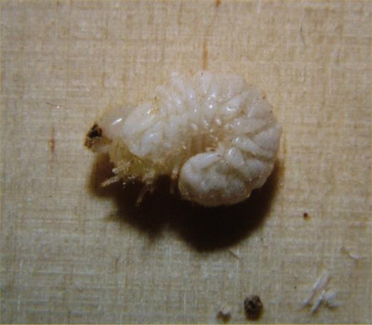 Pest Fact sheet No 3 Death watch beetle Larva Larvae are not normally seen as they live in tunnels in the wood.