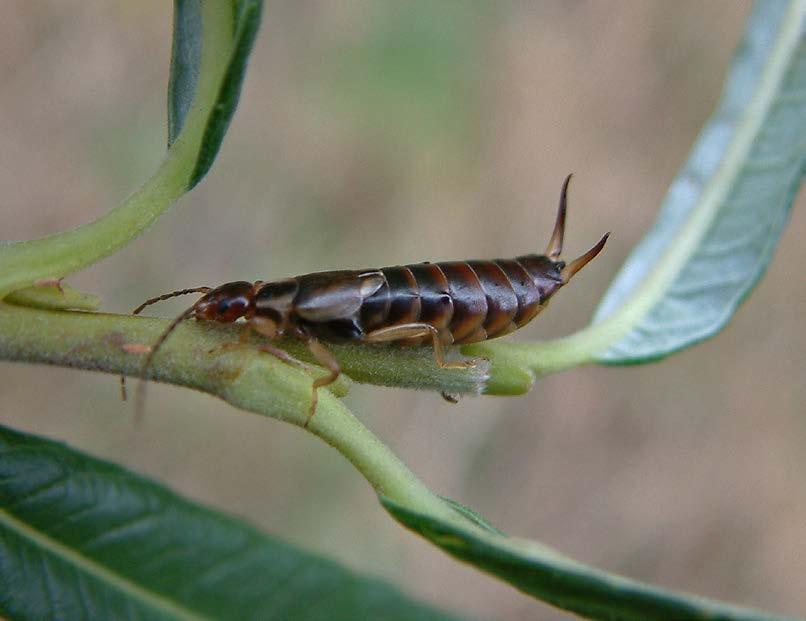 Key messages A number of plant protection products (PPPs) can be harmful to earwigs in orchards.