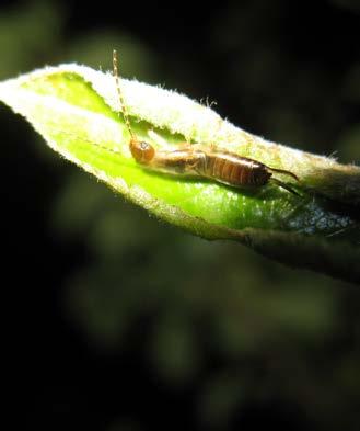 Second and third instar nymphs move into the tree canopy from May onwards (Figure 7). Adults emerge from fourth instar nymphs in July and August.