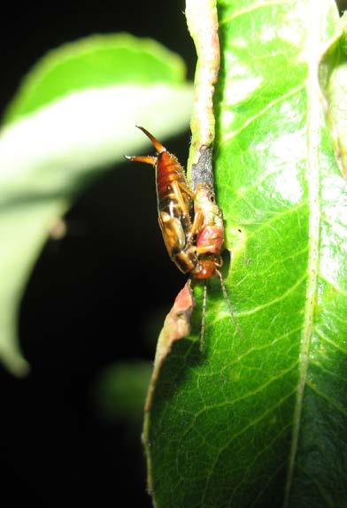 Building up earwig populations in orchards through careful orchard management and selective use of plant protection products will increase natural control of many major orchard