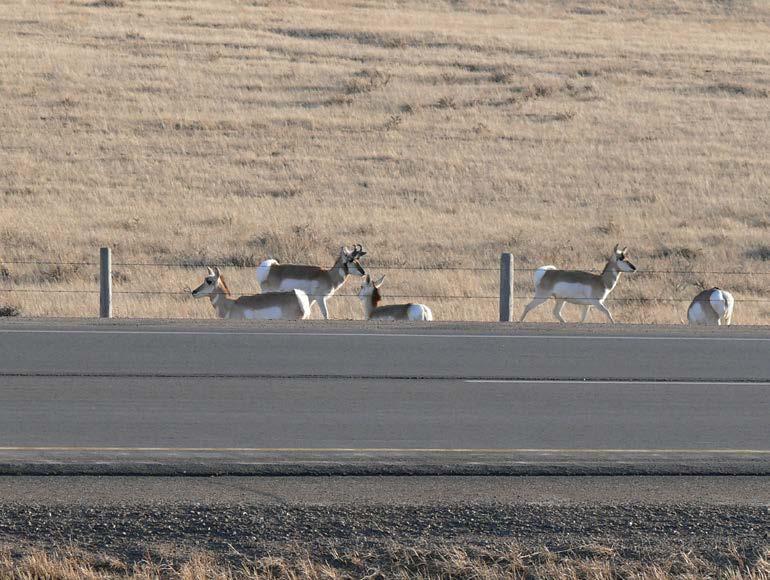 Photos Pronghorn staging on the south side of
