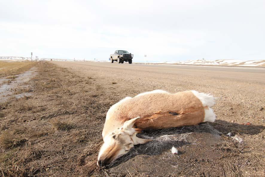 Female pronghorn killed along Highway