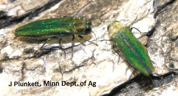 Biological Control of Emerald Ash Borer: Bark sifting for Oobius agrili Anna