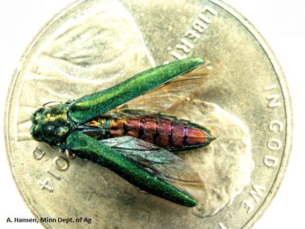 Emerald Ash Borer (EAB) Agrilus planipennis Fairmaire (Coleoptera: