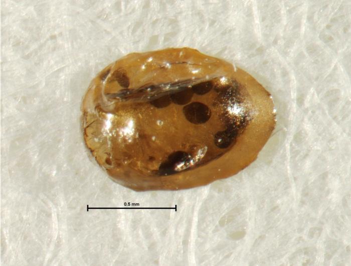 Parasitized Egg That Did Not Change Color Parasitoid meconium (larval waste) circled in yellow D.