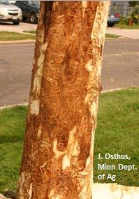 EAB Infested Ash Trees Larval galleries cut off water