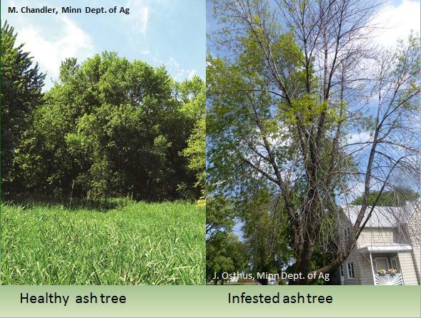 volume of ash trees in U.S.