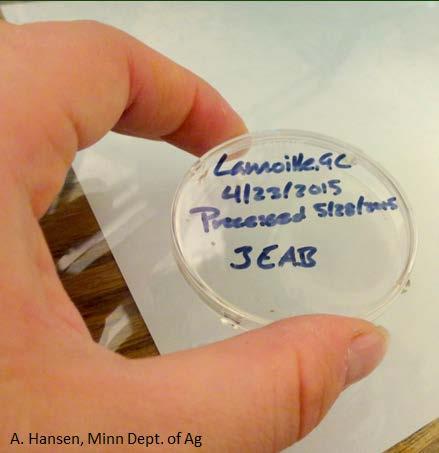 Wrapping Up Transfer collected eggs, fragments and arthropods into labeled vial or petri dish with