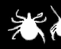 It is recommended to record the date of any tick s in case symptoms occur later.