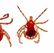 More information about ticks and tick-borne diseases can be found on the Ohio