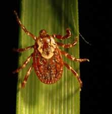 Dogs Dogs are also at risk for tick-borne diseases and they may carry infected ticks into the home. Infected dogs are not contagious to humans.