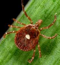 In Ohio, the bacteria are carried primarily by the American dog tick, Dermacentor variabilis.