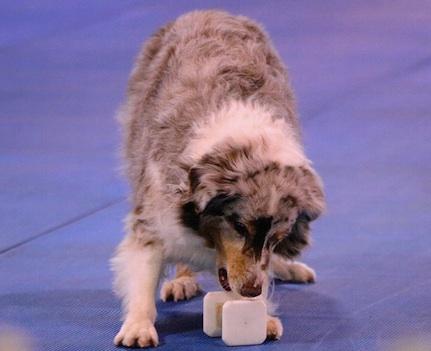 showing in the photo) and one Top Dog medallion. Even though AKC said Jody is the #6 dog, her performance proved that she deserved to be invited.