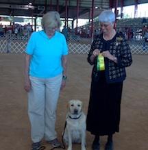 MORE DECEMBER BRAGS Saddlehill Miss Molly BN RA getting her first leg in Novice Obedience at