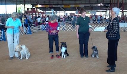 Clark, Judge Robert Withers == All Novice B Qualifiers from the South Dade Kennel Club show