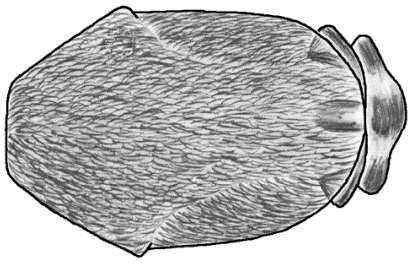 a. b. c. d. e. Figure 332a-e. Culex erythrothorax.