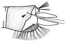e. f. Figure 341a-f. Culiseta inornata.