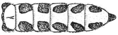 .. 5 Abdomen generally blunt or rounded at tip (Fig. 14); Postspiracular setae absent... 6 Figure 13.