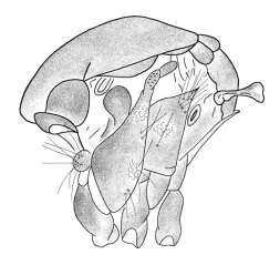Figure 125. Thorax of Cx. erythrothorax 46.