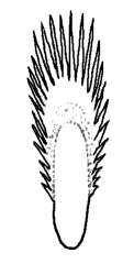 25.(23)Comb scales with long median spine and strong subapical spines (Fig. 225)...... Ae.