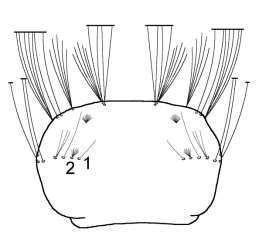 Antennae longer than head, sinuate, somewhat inflated in distal ½ (Fig.