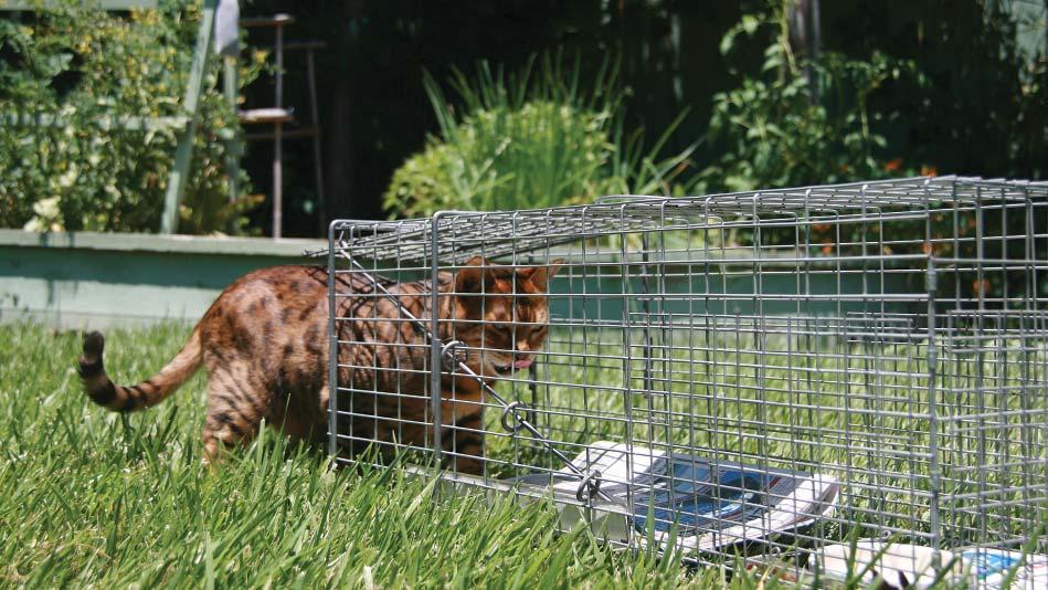 Good Colony Management BY SABEENA BALI-DINGRA AND DENISE URIARTE In the last newsletter we wrote a piece about TNR, or Trap, Neuter, Return.