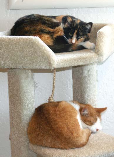 Victims of the Foreclosure Crisis BY DIANE CASCIA These two lovable cats were rescued by a kind, elderly lady named Olga who over the years had rescued many of the homeless and abandoned cats in her