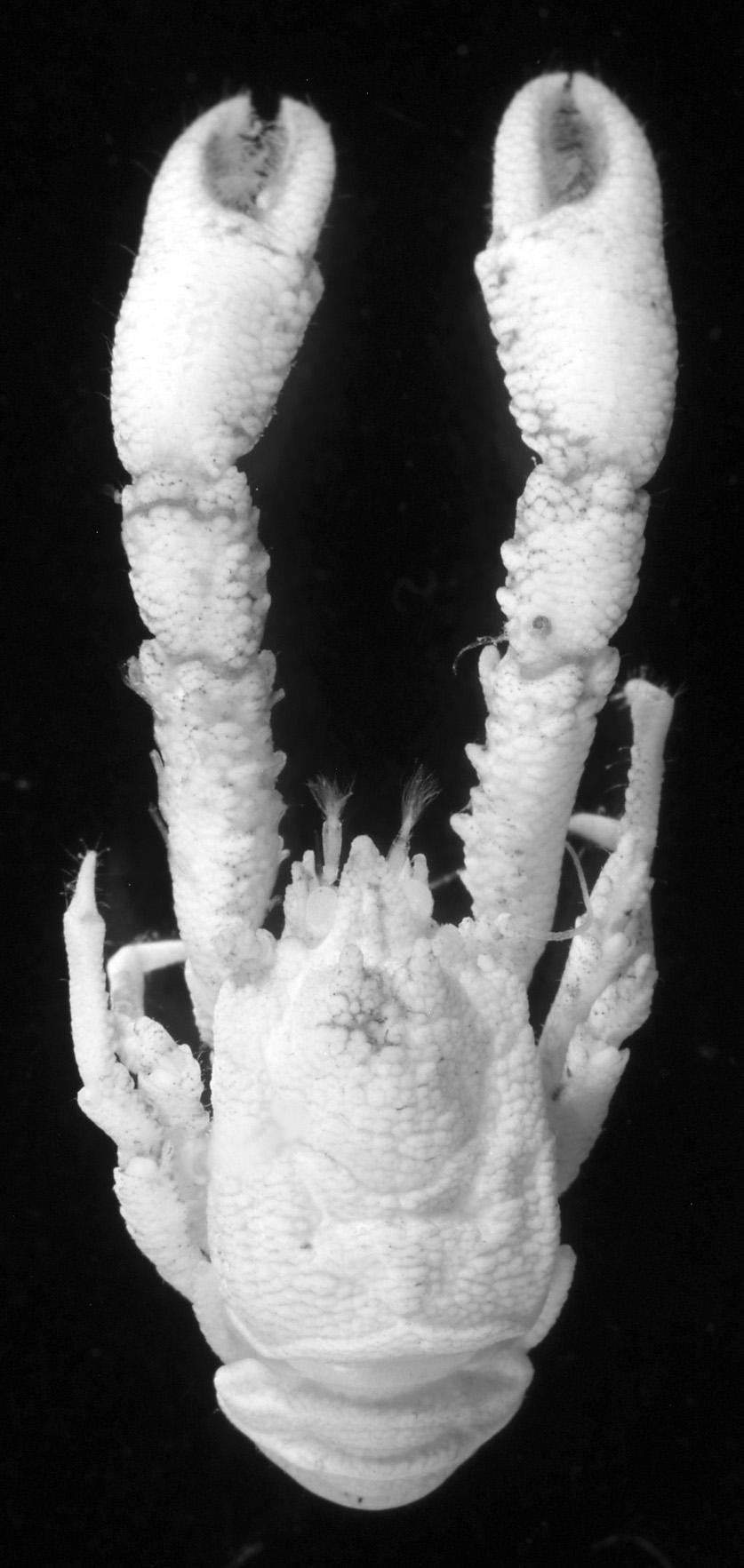 Munidopsis tuberipes sp. nov. (Figs. 14-16) Material examined. Holotype: TRV Shin yo-maru, 1996 cruise, stn 6, Hyotan-se Bank, Izu Islands, 34 20.75 N, 139 20.