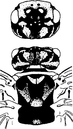 Figs 1-7. 1-6: Cephalcia masuttii sp. n.