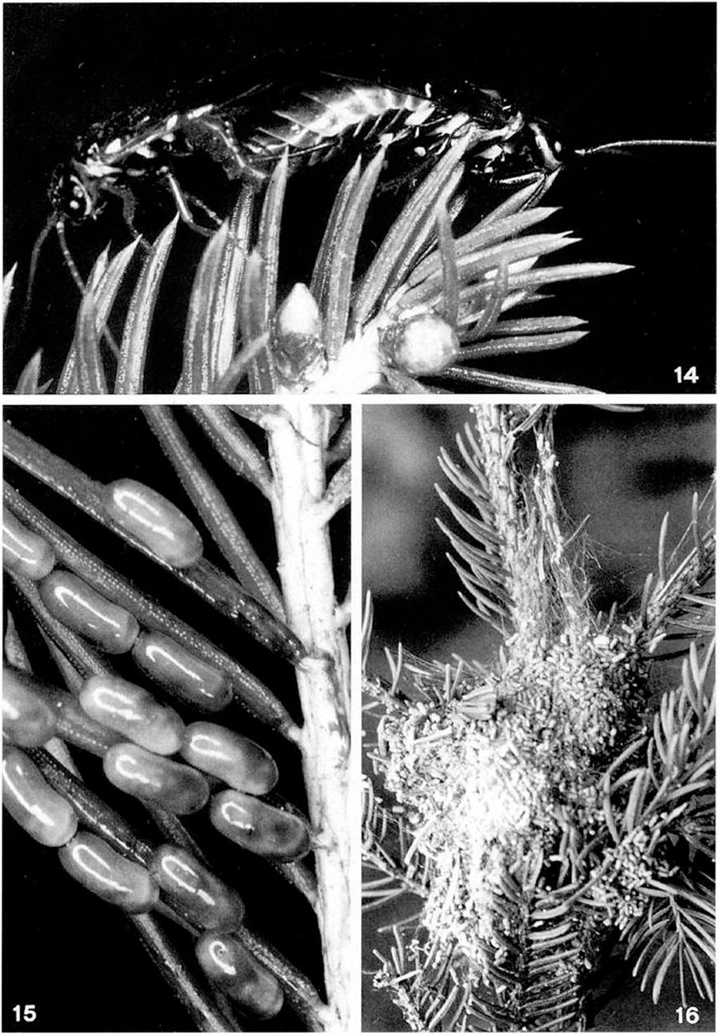 Figs 14-16. Cephalcia masuttii sp. n.