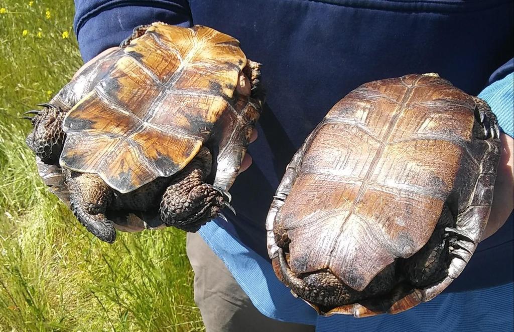 Figure 4: Male Western Pond Turtle on the Right and female on the left.