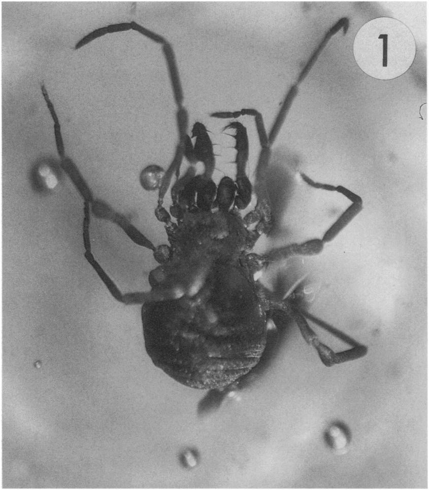 COKENDOLPHER & POINAR-A NEW FOSSIL HARVESTMAN