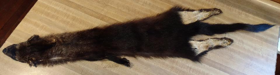 Front (left image): 2 1/8 3 7/8 inches long by 2 1/8 3 1/4 inches wide Fishers may be confused with martens, but fishers are Hind (right image): 2 1/8 3 inches larger and their fur is darker, and